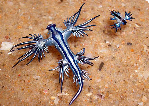 Glaucus atlanticus (Left) and Glaucus marginatus (Right) Image credit: © Gary Cobb, www.nudibranch.com.au