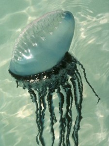 Image of a Portuguese man-of-war looking like a blue balloon with long dark blue tentacles floating on the surface of the water.