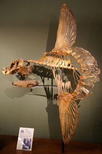 320px-Mola_mola-Skelett,_Naturhistorisches_Museum_Wien