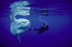 Ocean sunfish with a diver © Mike Johnson