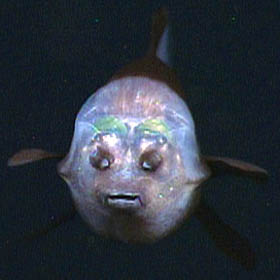 The tiny mouth and two nares  © 2006 MBARI