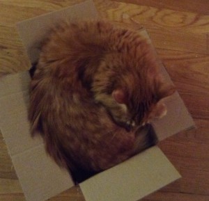 fluffy orange cat trying to fit in a tiny box