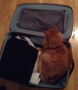 A stowaway