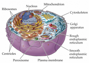 cell-organelles